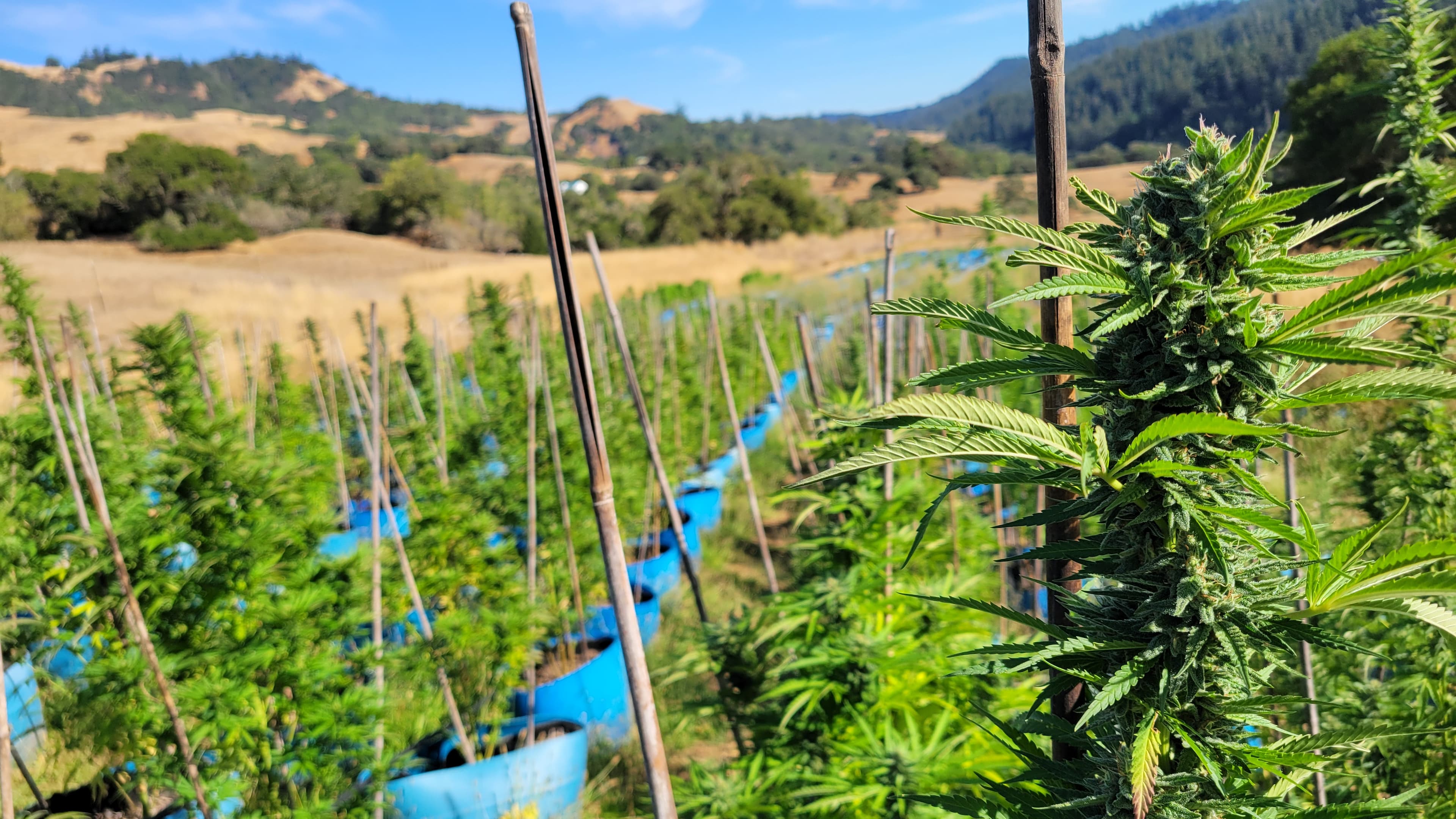 A picture the Cannabis field wih one plant close up on the right. 